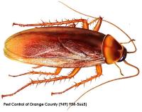 Pest Control of Orange County image 2